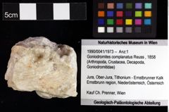 Foto (Objket + Etiketten) von Goniodromites complanatus (Reuss, 1858) 